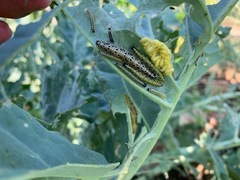 Cotesia glomerata bracovirus