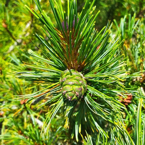 Pinus pumila iNat (3)