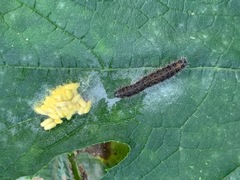 Cotesia glomerata bracovirus