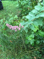Spiraea × billardii