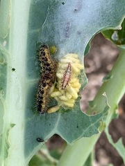 Cotesia glomerata bracovirus