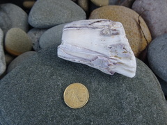 Austromegabalanus nigrescens