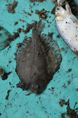 Pseudorhombus triocellatus