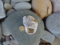 Austromegabalanus nigrescens