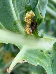 Cotesia glomerata bracovirus