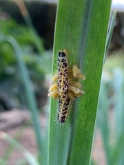 Cotesia glomerata bracovirus