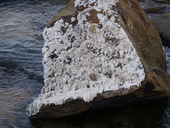 Austromegabalanus nigrescens