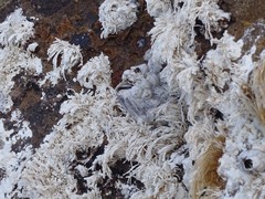 Austromegabalanus nigrescens