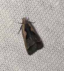 Dichomeris bilobella