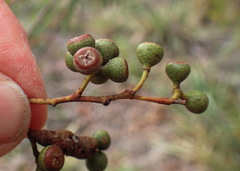 Eucalyptus amygdalina