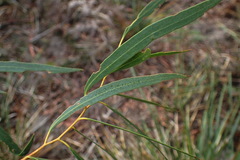 Eucalyptus amygdalina