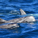 Risso's Dolphin - Photo (c) Christian Schwarz, some rights reserved (CC BY-NC), uploaded by Christian Schwarz