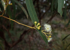 Eucalyptus amygdalina