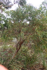 Eucalyptus amygdalina