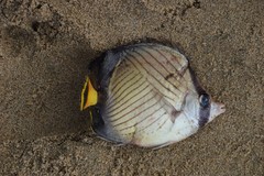 Chaetodon decussatus