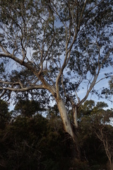 Eucalyptus tenuiramis