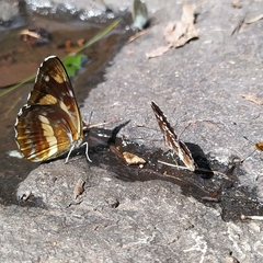 Neptis tshetverikovi