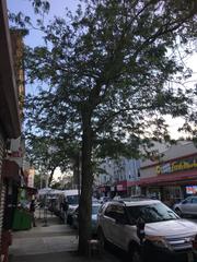 Gleditsia triacanthos