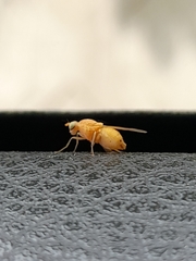 Sapromyzosoma quadricincta