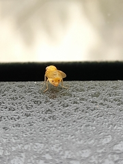 Sapromyzosoma quadricincta