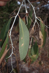 Eucalyptus tenuiramis