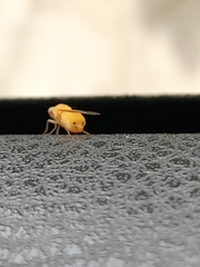 Sapromyzosoma quadricincta