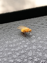 Sapromyzosoma quadricincta