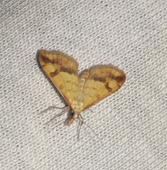Choristostigma plumbosignalis