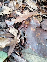 Exerodonta smaragdina