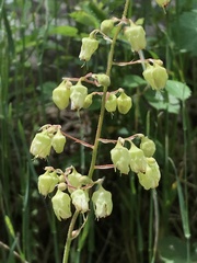 Heuchera alba