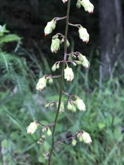 Heuchera alba