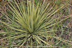 Aciphylla subflabellata