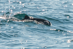 Phocoena phocoena relicta