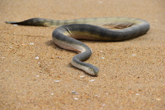 Hydrophis schistosus