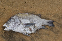 Lutjanus rivulatus
