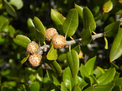 Quercus wislizeni frutescens