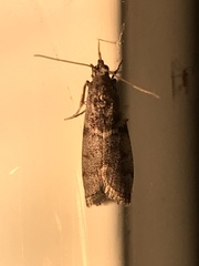 Actrix nyssaecolella