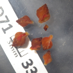 Anachis cominellaeformis