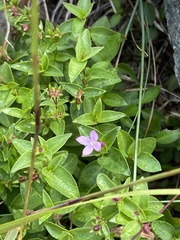 Houstonia montana