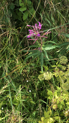 Chamaenerion angustifolium