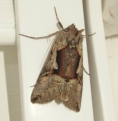 Autographa ampla