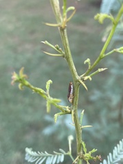 Homalodisca