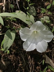 Calystegia spithamaea stans