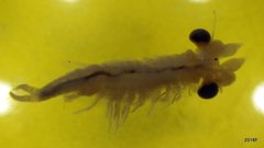 Eubranchipus oregonus