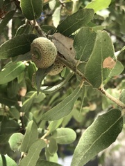 Quercus aucheri