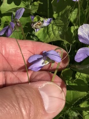 Viola affinis