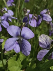 Viola affinis