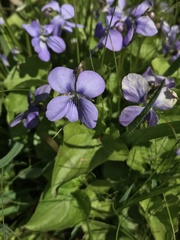 Viola affinis