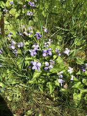 Viola affinis