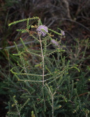 Melaleuca gibbosa